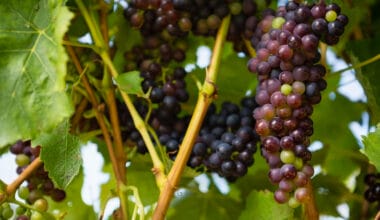 ripe grapes in vineyard 2023 11 27 05 17 01 utc