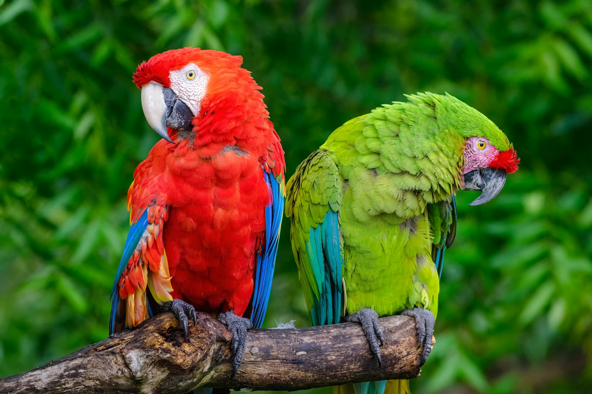Scarlet and Military Macaws (Ara militaris and Ara Macao). A pair of macaws perched on a dry branch
