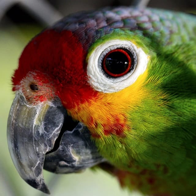 parrot, bird, captivity