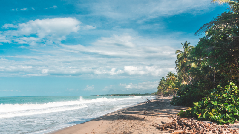 palomino en colombia - la guajira