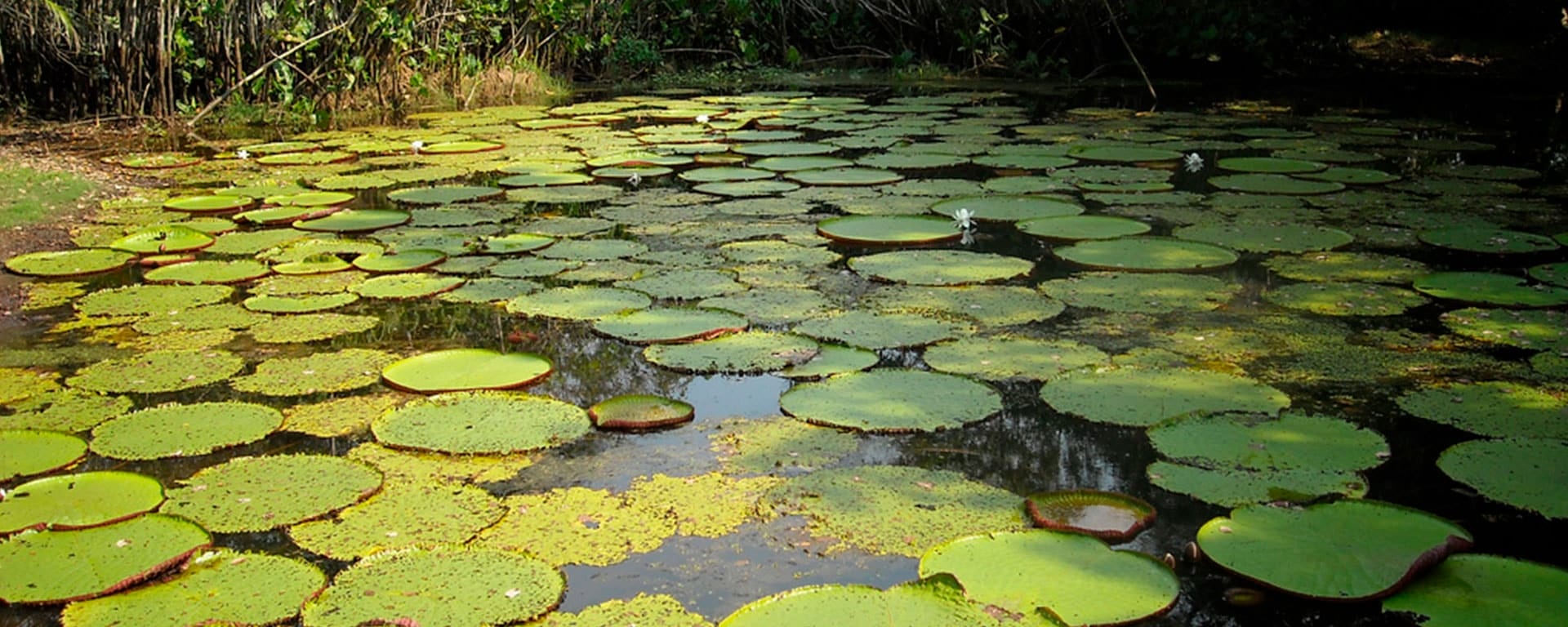 amazonía colombiana