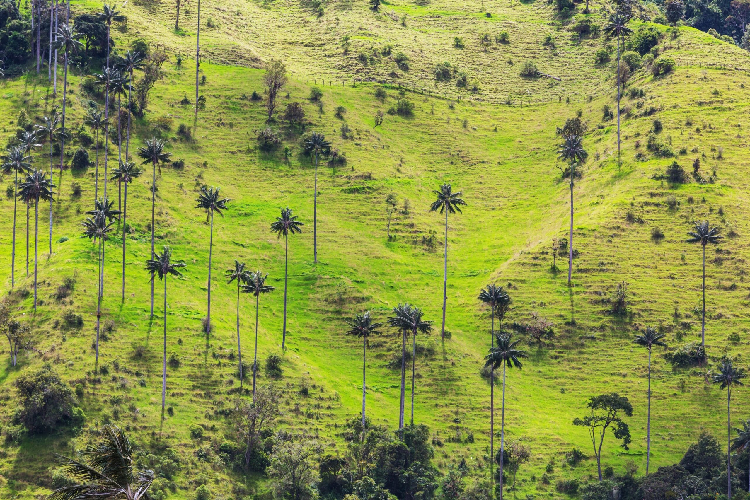 localidad de salento colombia