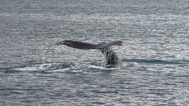 whale, nature, the humpback whale