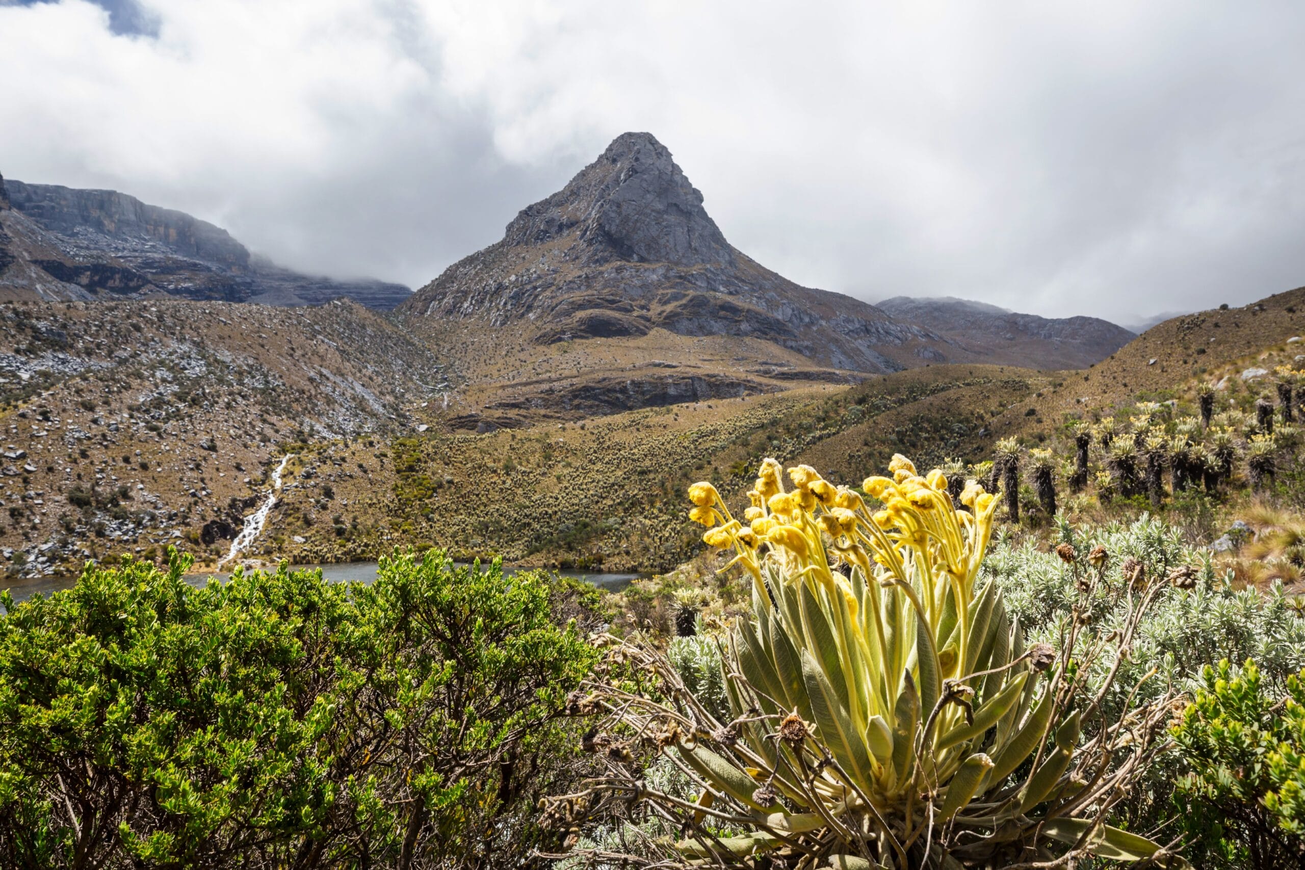 precio - departamentos - el cocuy - planta - acción