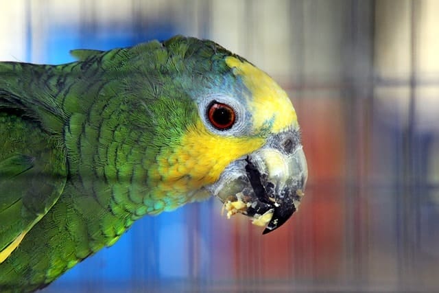 venezuelan amazon, amazona amazonica, parrot