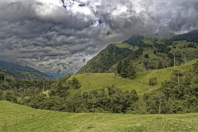 colombia, el bosque de palmas, palm trees