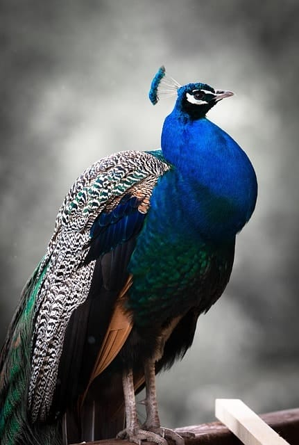 peafowl, peacock, bird