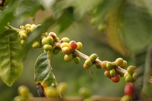 landscape, coffee, colombia, paisaje cultural cafetero, 