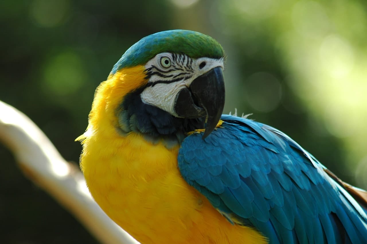 amazonas colombia