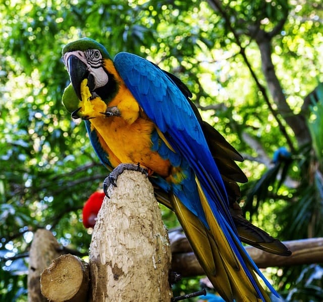 colombia, cartagena, animals