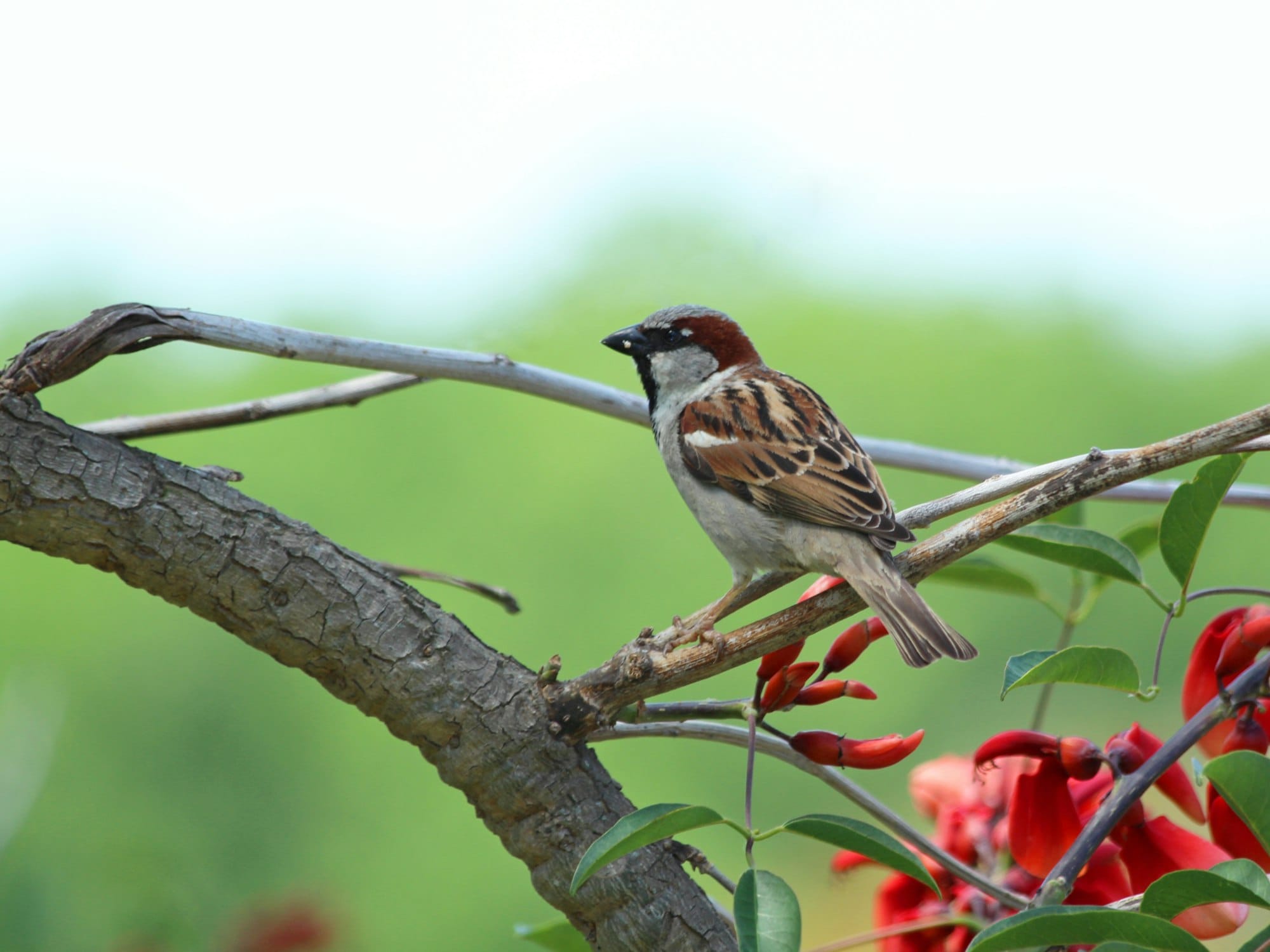 Sparrow in Spring