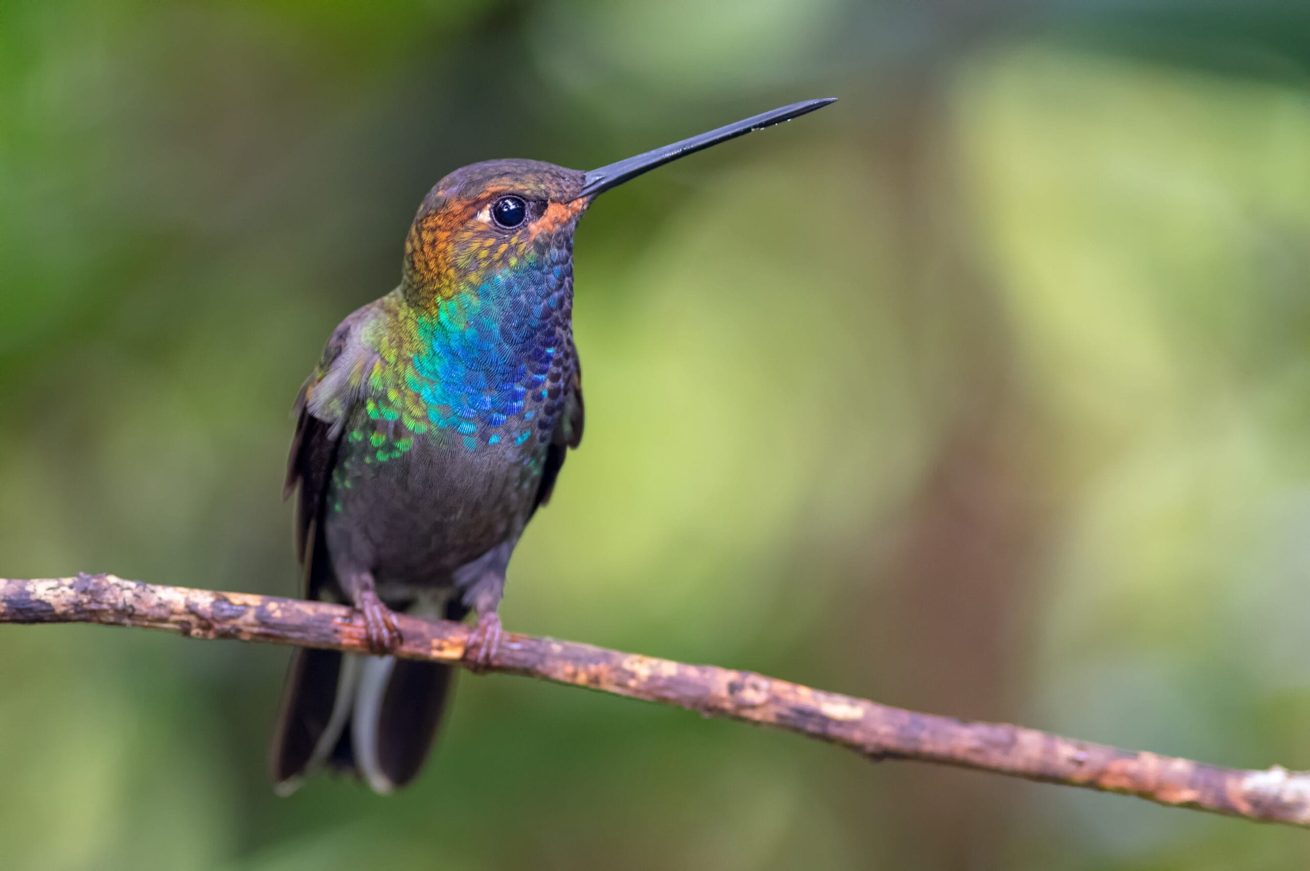 ventajas del ecoturismo