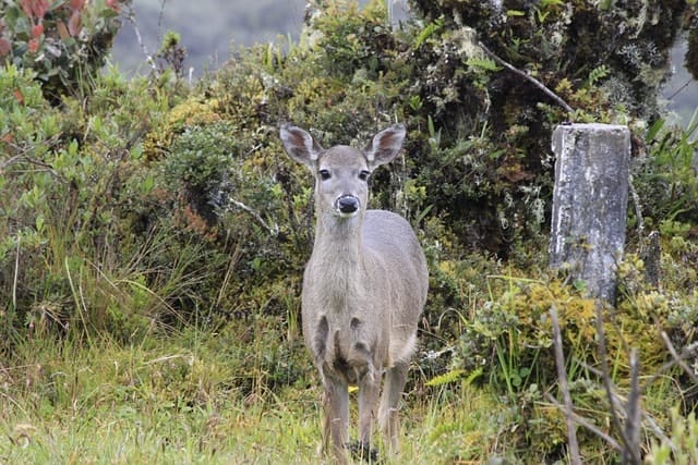 deer in the páramo of chingaza, cundinamarca, colombia