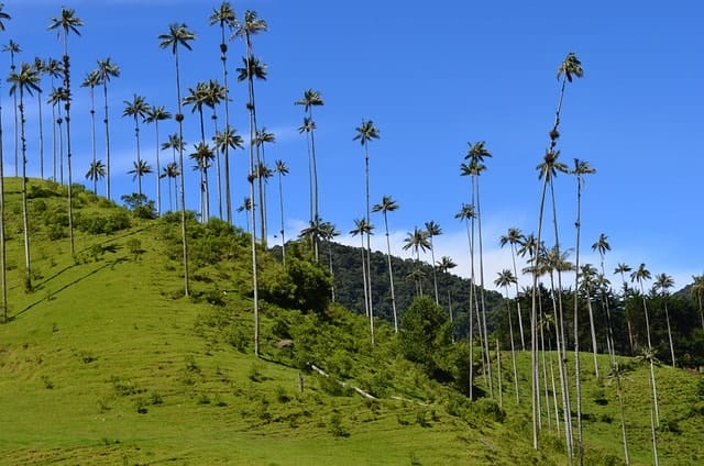 quindio, nature, scenery