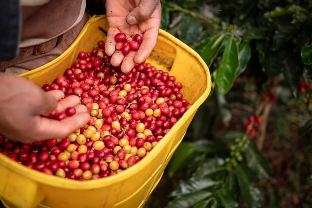 farming, coffee, colombian coffee, viaja a colombia, multitud, nuevo, segundo, 