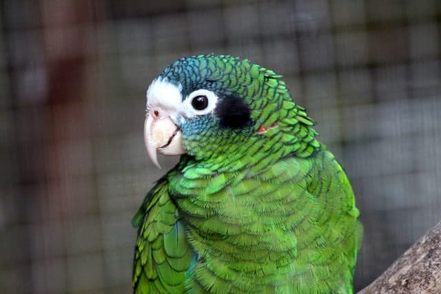 amazon, parrot, amazona ventralis