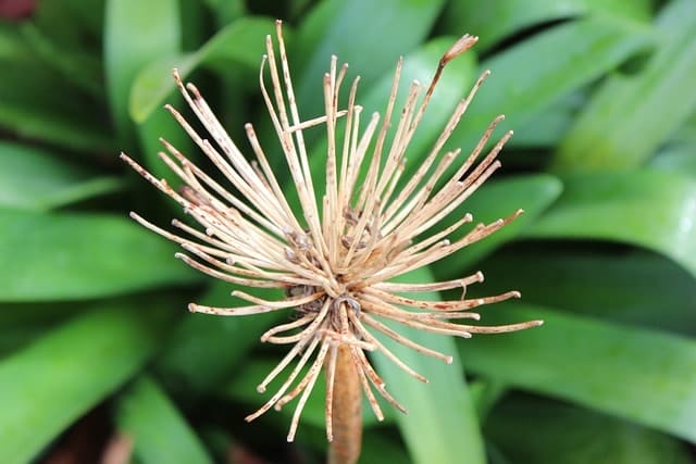 dried, flower, region