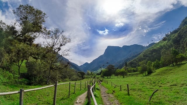 valle de cocora, salento, colombia