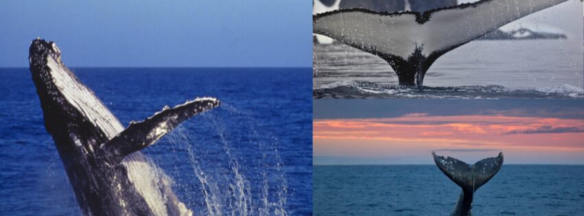 Mejor epoca para viajar a Colombia 19