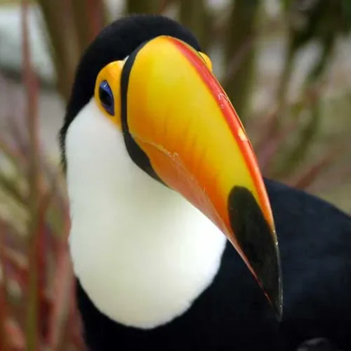 Plan Amazonas Natura Park Colombia Viajes