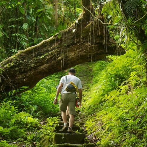 How can one complain about climbing 1400 stone stairs to the lost city when the trail looks like this?