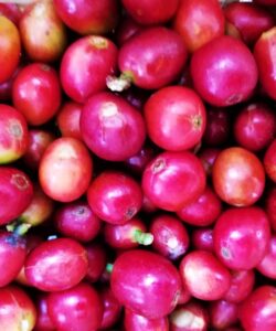 Plan-Alta-Montaña-en-el-Eje-Cafetero-Colombia-Plan-Turístico-Paisaje-Cultural-Cafetero-7