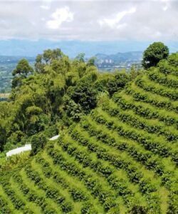 Plan Alta Montaña en el Eje Cafetero - Colombia - Plan Turístico - Paisaje Cultural Cafetero - Tour del Cafe - Eje Cafetero Tour del Café Altagracia
