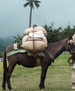 abb67c3c-arriero-paisa-en-el-valle-del-cocora-eje-cafetero-colombia_14568604375_o-e1558368380341 (1)