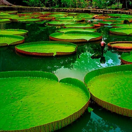 cerros de mavecure amazonas