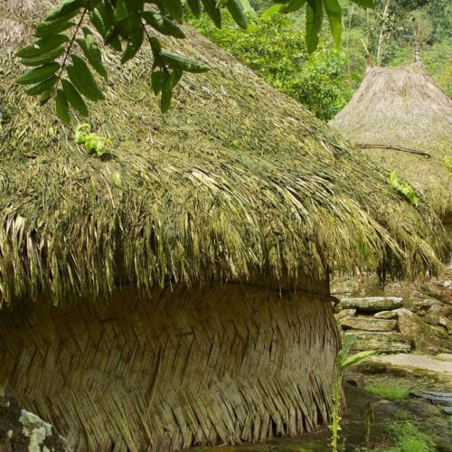 Circular stone terraces are one of the key features of the Teyuna "Lost City" site. Numbering over 250, most are still buried in the surrounding jungle.  Each terrace would have once held a wood and thatch hut for a family, work or ceremonial use.   These huts represent what would have been on each terrace circle. They are the same still used by the indigenous Tayronan tribes of the region, although notably, the tribes today have long lost the art of stone crafting and only terrace to a much more limited degree than at the height of their culture 500 years ago.   Archeological data suggests that Teyuna once was inhabited by 2000 people as well as being an important pilgrimage and ceremonial centre for the entire region.