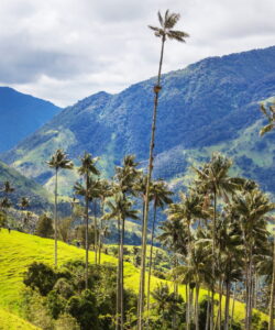 Cocora