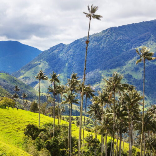 Cocora