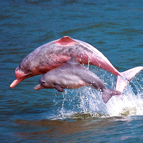 El delfín rosado del amazonas (Inia geoffrensis) – Vertebrados, Vida y  Costumbres