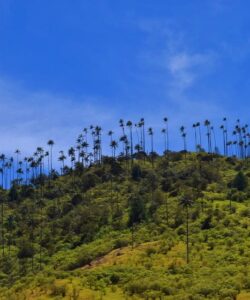 Cabaña Romántica Valle del Cocora Eje Cafetero Colombia Plan eje cafetero tradicional - Eje Cafetero Colombiano