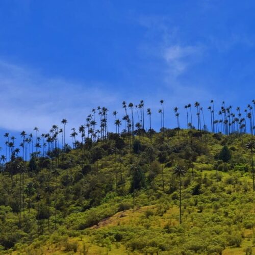 Cabaña Romántica Valle del Cocora Eje Cafetero Colombia Plan eje cafetero tradicional - Eje Cafetero Colombiano