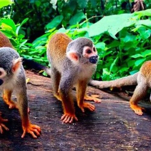 isla-de-los-micos-leticia