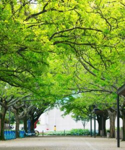 medellin, colombia, path-2723824.jpg