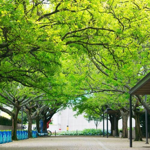 medellin, colombia, path-2723824.jpg