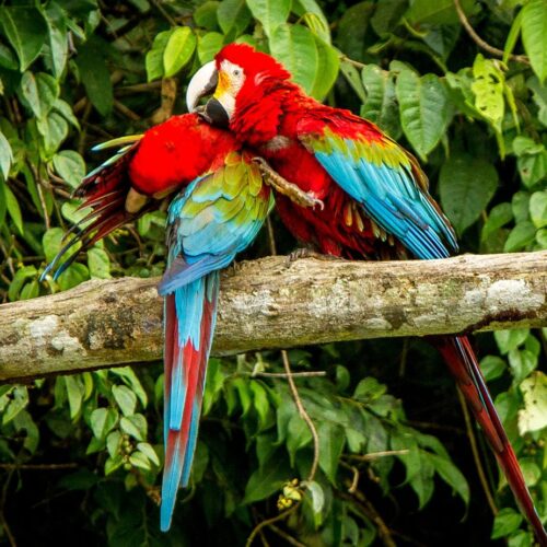 amazonas aventura express