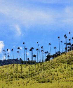 Cabalgata Valle de Cocora, refugio natural del árbol nacional en Colombia, Palma de Cera. Salento, Quindio. cabaña-romántica-valle-del-cocora-palma-de-cera-colombia - Plan Paisaje Cultural Cafetero